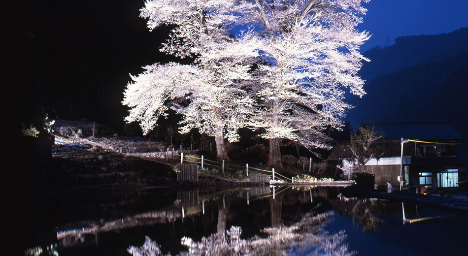 苗代桜めぐり